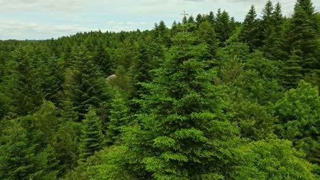 the drone flies backward above the dense treetops of huelgoat forest, revealing layers of green conifers and broadleaf trees under a cloudy sky