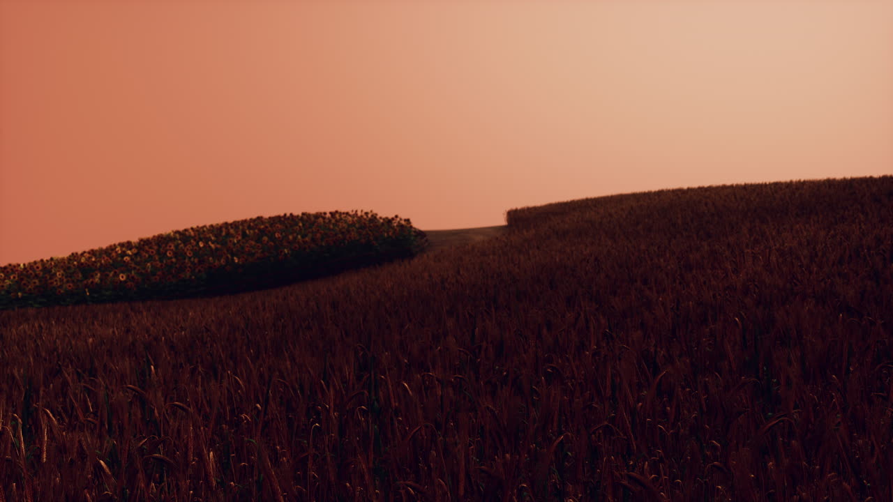 해가 지는 풍경 에 있는 황금 밀 ⁇
