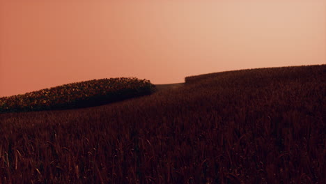 campo de trigo dorado en el paisaje del atardecer