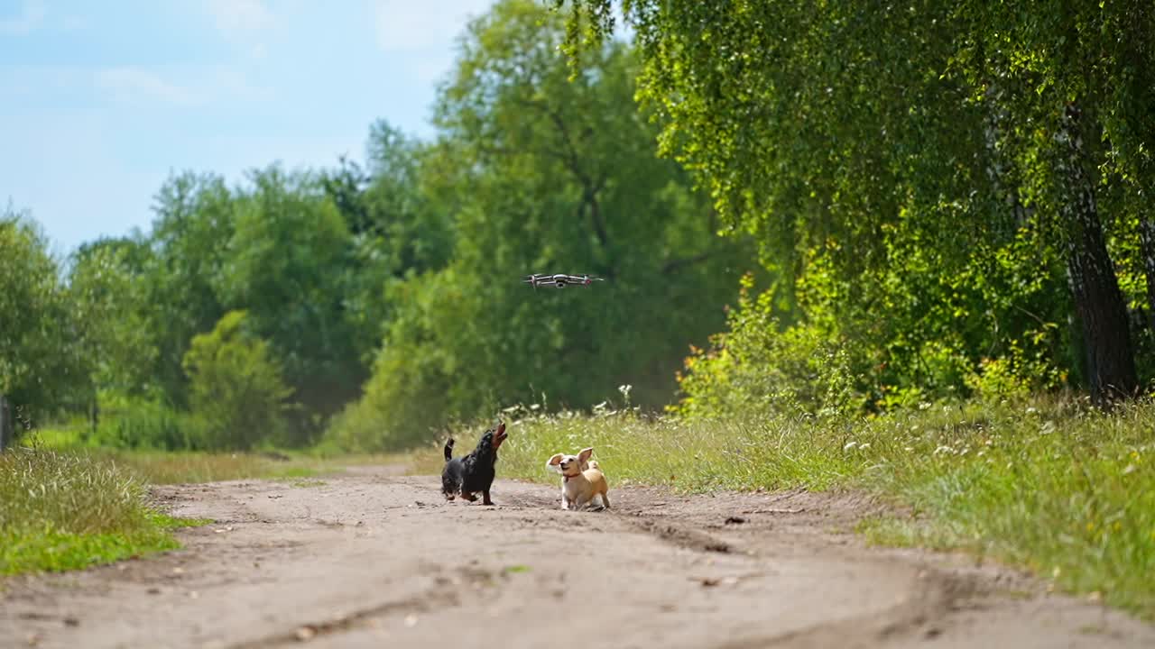 Funny dachshunds and drone. Playful dogs running and jumping on green nature background. Happy pets walking outdoors and bark on the flying drone.