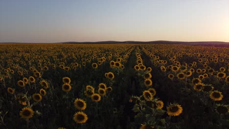 aerial view of a sunflower field at sunset