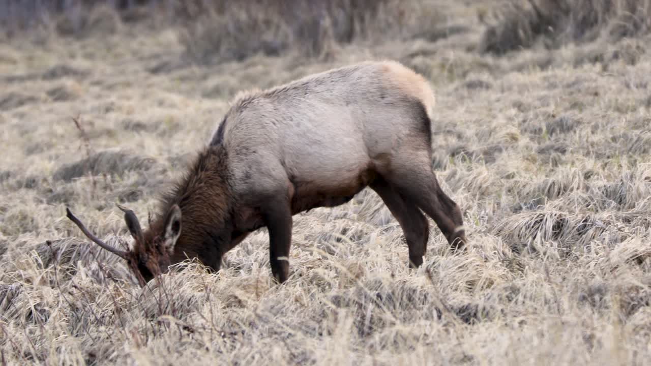 Young bull Elk in Jasper Nationalpark - Canada. Wildlife of the Canadian Rocky Mountains