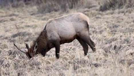 young bull elk in jasper nationalpark - canada. wildlife of the canadian rocky mountains