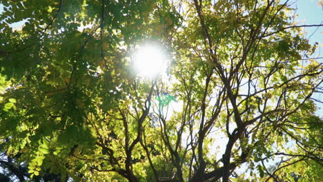 Blick-Von-Unten-Auf-Die-Äste-Eines-Baumes-Mit-Sonnenstrahlen,-Die-Durch-Das-Laub-Gehen---Low-Angle-Shot