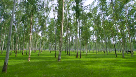 Drohnen-Kreuzfahrten-Im-Wald-Von-Nepal,-Um-Das-Grün,-Umgeben-Von-Hohen-Bäumen-Und-Der-Faszinierenden-Natur-Einzufangen