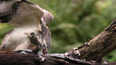 Cinematic-Slow-Motion-Close-Up-of-a-Common-Buzzard-Feeding-on-it's-Prey-on-a-Branch-in-the-Forest