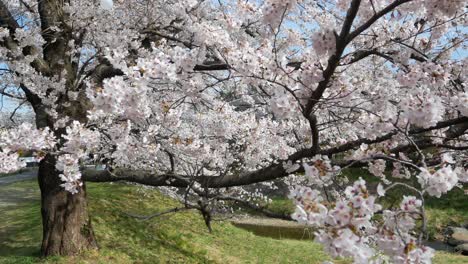 Landscape-panning-view-of-the-beautiful-natural-sakura-flower-trees-with-full-bloom-in-spring-sunshine-day-time-in-Kikuta,Fukushima,Japan