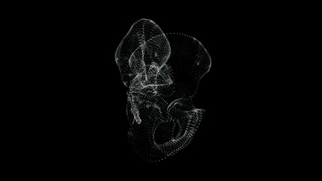 pantalla de representación 3d del hueso de la pelvis en el cuerpo humano