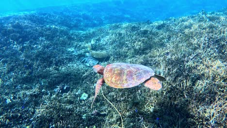 a green sea turtle with a beautiful shell swimming over coral reef - underwater shot