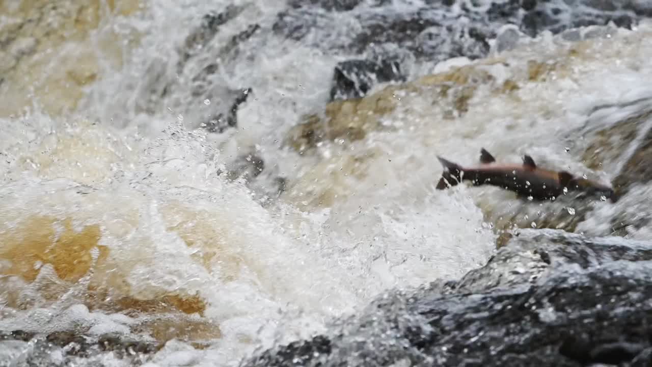 Slow motion close up shot of large Atlantic Salmon leaping the waterfalls unsuccessfully in Scotland