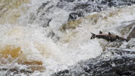 slow motion close up shot of large atlantic salmon leaping the waterfalls unsuccessfully in scotland