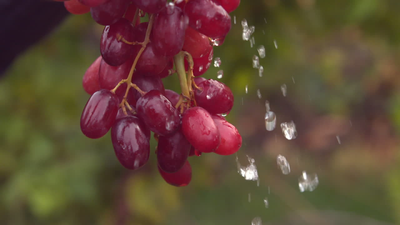 빨간 포도 한 어리가 느린 속도로 물을 주고 있다