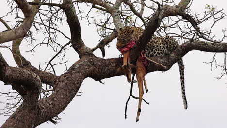 african leopard feeds on young impala antelope carcass in tree branch