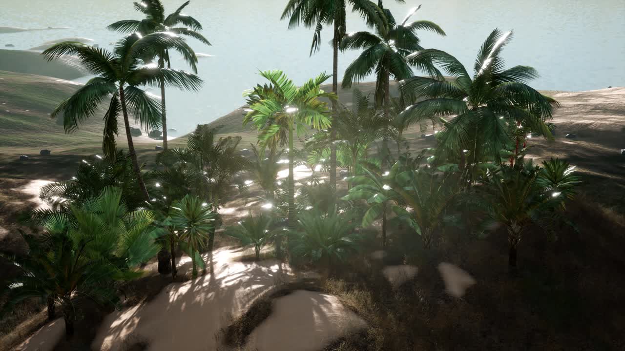 los rayos del atardecer a través de las palmeras