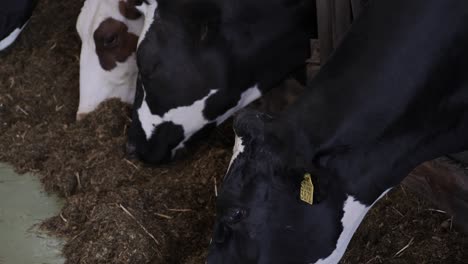 Three-cows-heads-up-close,-cattle-eating-food-in-a-barn