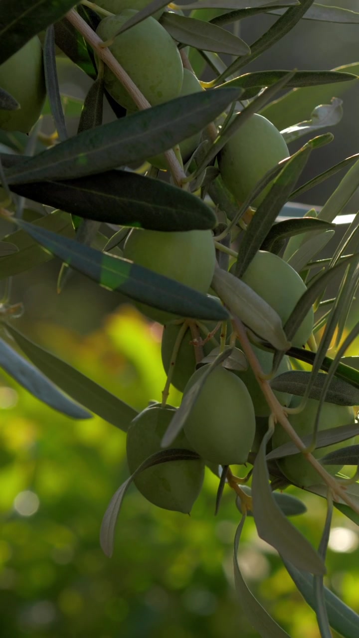 Ramo di olivo contro il giardino verde