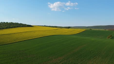 Flug-über-Eine-Blühende-Rapsplantage-In-Hügeliger-Umgebung