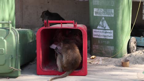 monkey rummaging through garbage for food.