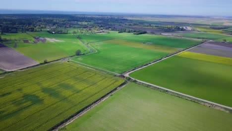 Sobrevuelo-Aéreo-Floreciente-Campo-De-Colza,-Volando-Sobre-Flores-Amarillas-De-Canola,-Idílico-Paisaje-Granjero,-Hermoso-Fondo-Natural,-Soleado-Día-De-Primavera,-Tiro-De-Drones-Avanzando-Alto