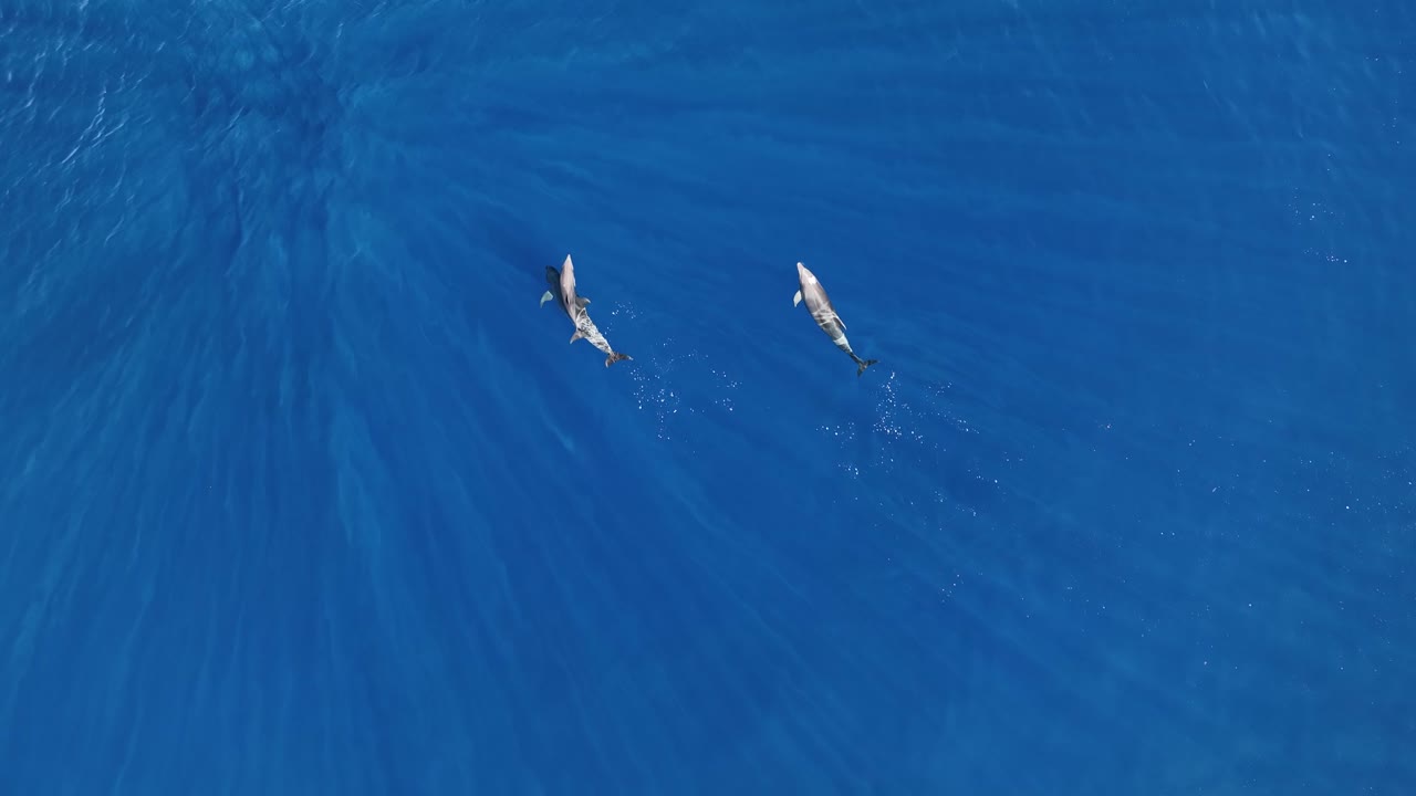 bebé delfín nadando con mamá y papá en maui