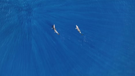 bebé delfín nadando con mamá y papá en maui