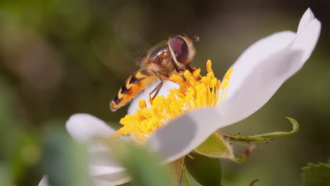 Hoverflies,-flower-flies-or-syrphid-flies,-insect-family-Syrphidae.They-disguise-themselves-as-dangerous-insects-wasps-and-bees.The-adults-of-many-species-feed-mainly-on-nectar-and-pollen-flowers.