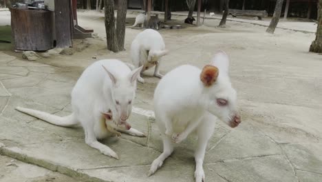 white wallaby with baby in ventral sac with family in zoo