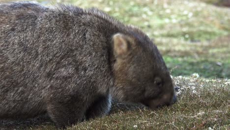 a closeup of a stocky adult australian wombat eating grass in a clearing