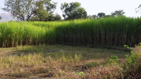 sugarcane cultivation at rural farm from different angle