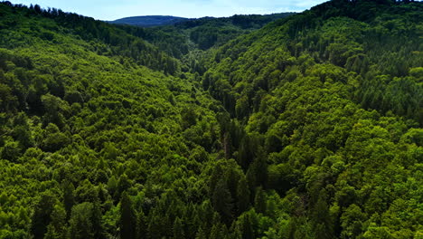 morning light on green valley. expansive view of a forest valley filled with vibrant green trees, capturing the beauty of nature at dawn