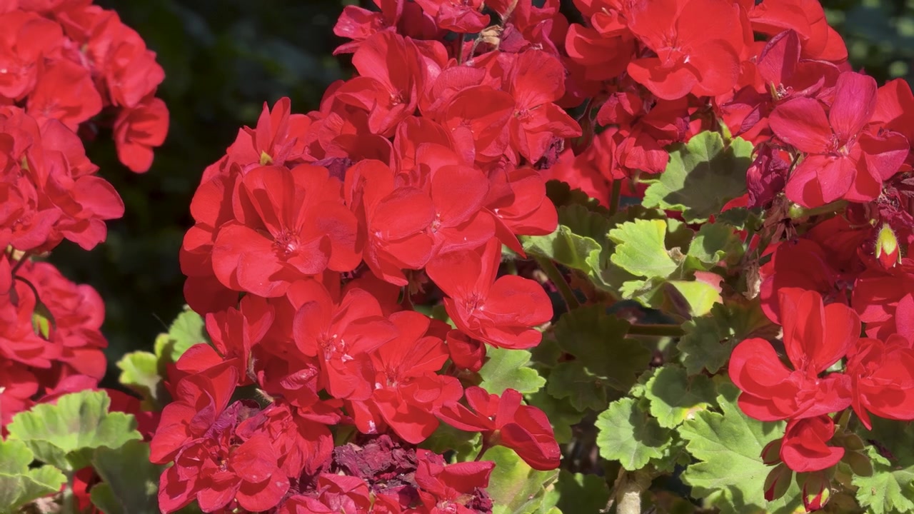 Plano aproximado de flores de gerânio vermelho vivo e folhas verdes balançando sob a luz solar natural.