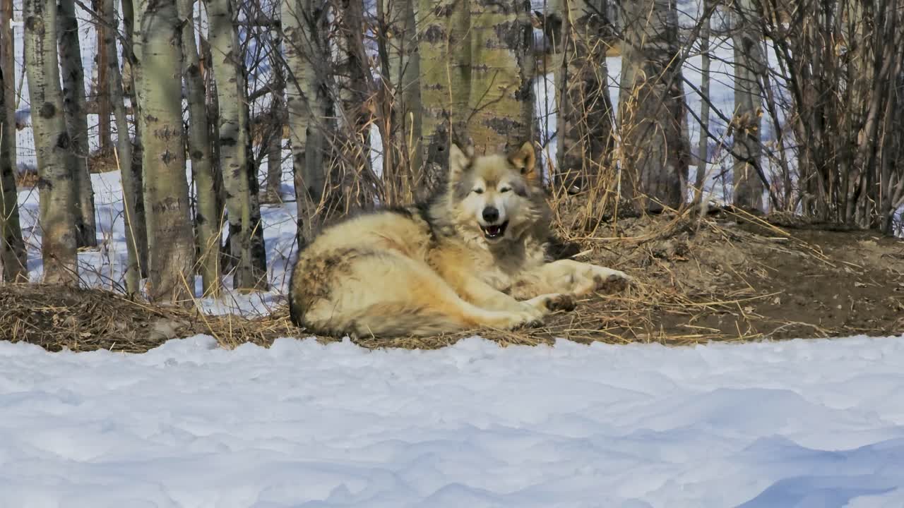 Gray wolf pushes up from the ground and begins walking in a snowy winter habitat, capturing a natural wildlife transition with thick fur, alert posture, and cold woodland surroundings