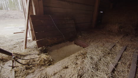 slow motion closeup - the farmer forks the hay down the hatch to the cow