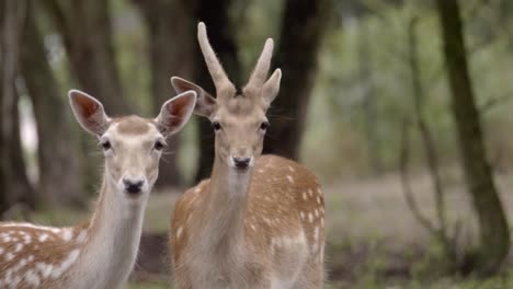 Pair-of-watchful-spotted-horned-deer-fawn-standing-in-woodland-wilderness-mid-shot