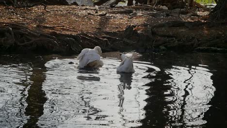 Duck-balancing-and-flapping-wings-while-climbing-on-top-of-female-mate-in-a-lake,-slow-motion