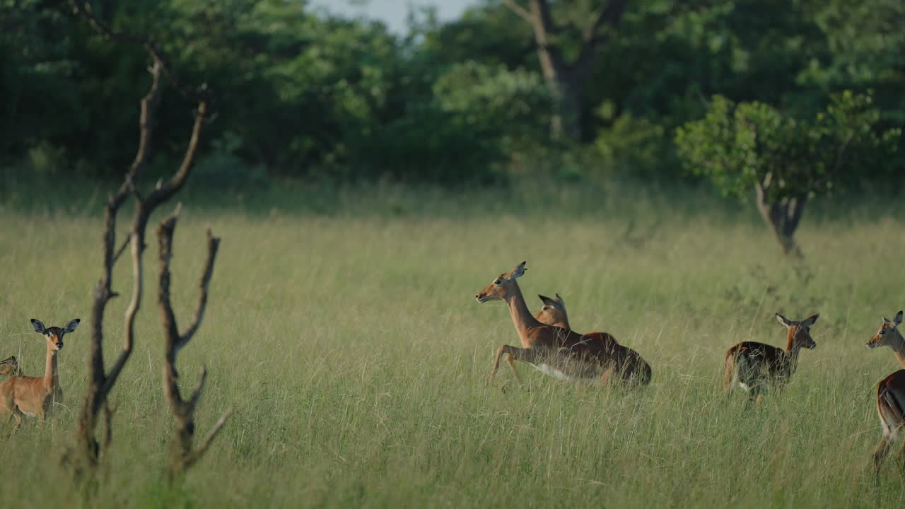 Impalas in the African Savannah