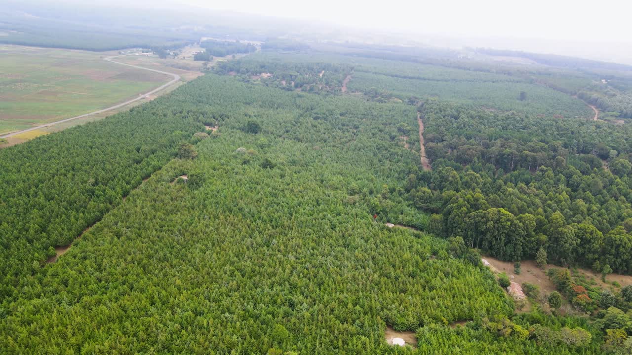 верхушки деревьев на фоне солнечного неба