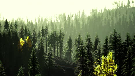 dense forest landscape with sunlight filtering through trees in the afternoon