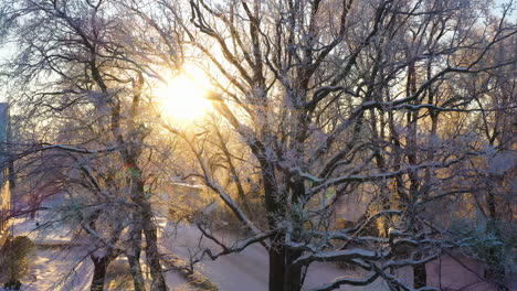 winter morning sun shining through white frost covered tree branches, aerial truck right