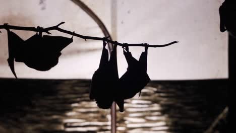 two bat silhouettes hanging on a branch, then a third crawls along the branch to join them