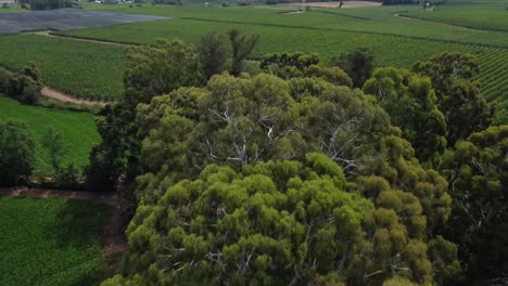 recorrido por un campo verde plantado lleno de árboles