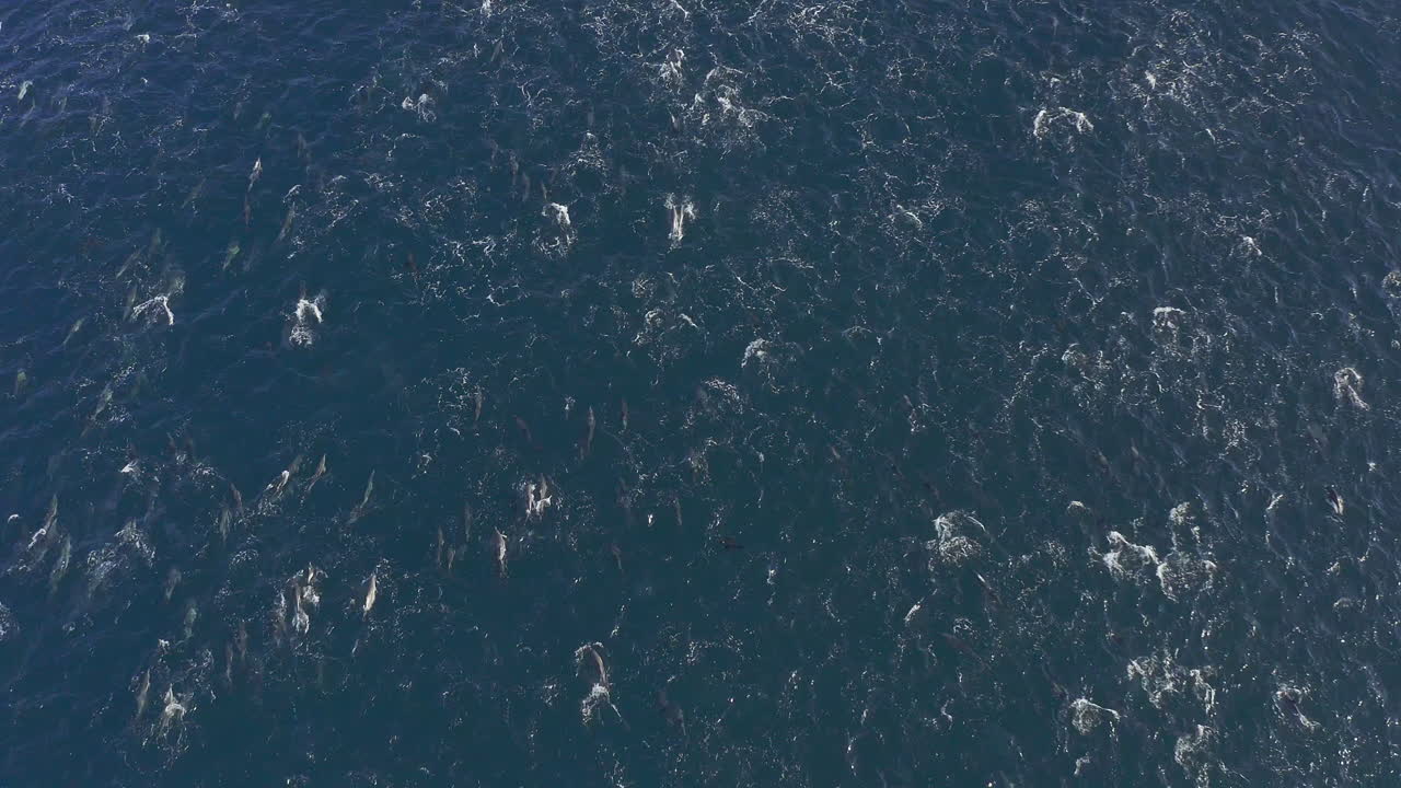 바다 에서 수영 하는 돌고래 집단