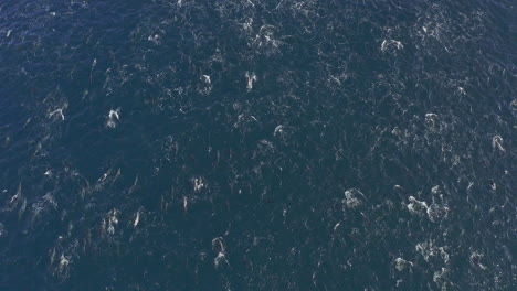 Un-Grupo-De-Delfines-Nadando-En-El-Océano