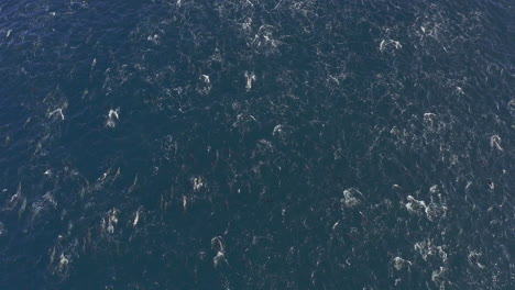 un grupo de delfines nadando en el océano