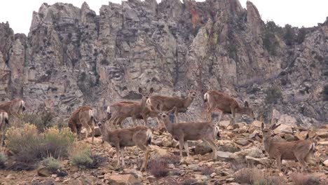 Hembra-De-Venado-Bura-Juvenil-Pastan-En-La-Ladera-De-Una-Colina-En-El-Este-De-Sierra-Nevada-2