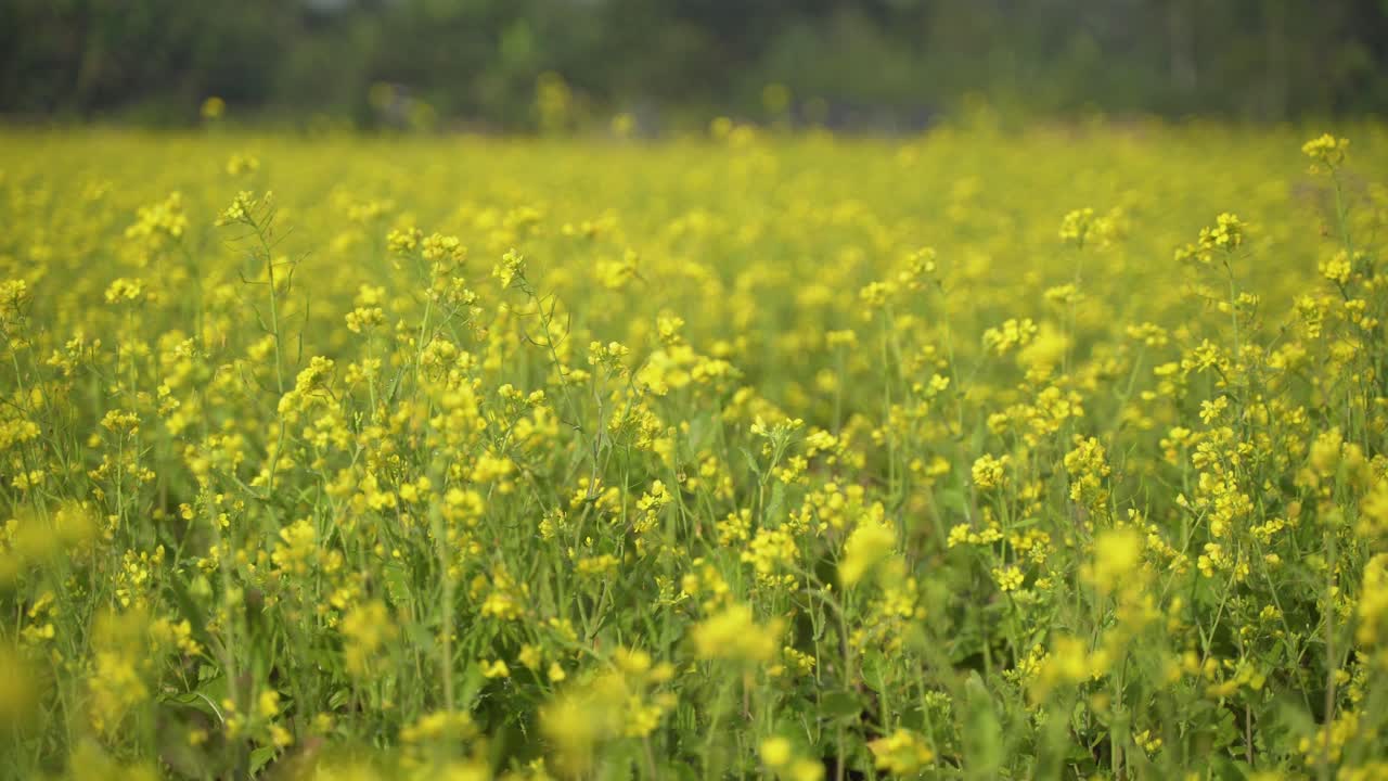 flores de mostaza están floreciendo en el vasto campo