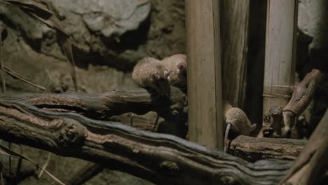 two small rodents exploring a wooden structure in a dimly lit, naturalistic enclosure