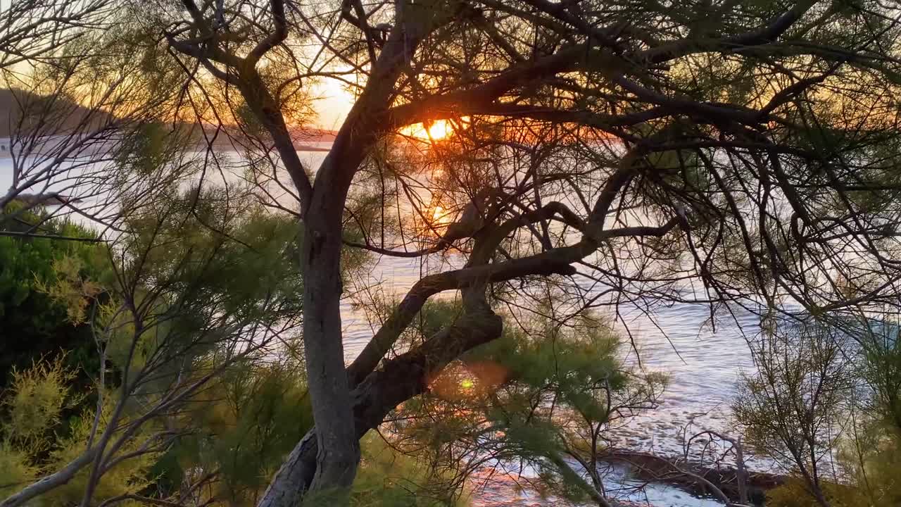 Silhouettes of leaves swaying in the wind gently blowing with sunlight as the setting sun shines through the branches in the morning with ocean in background