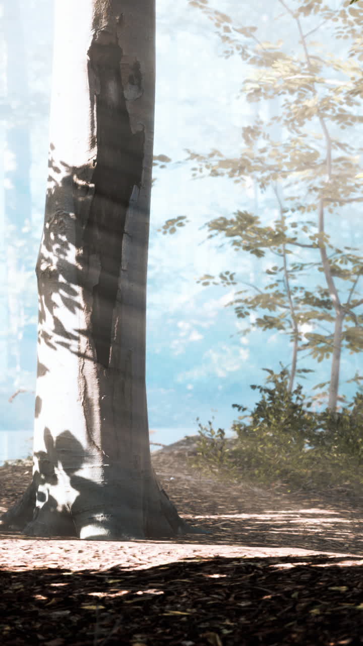 숲 속 의 나무 들 을 가로질러 빛 이