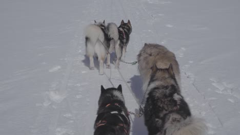 Nahaufnahme-Eines-Hundeschlittenteams,-Das-Im-Winter-In-Zeitlupe-Auf-Einem-Zugefrorenen-Minnesota-See-Läuft